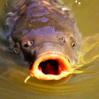 trzykrotni32323's profile picture. on/jego

kocham komunizm
kocham mlp
nienawidze edypka

simple as