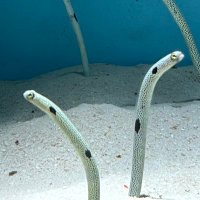 🍤 (@burninghor1zon) 's Twitter Profile Photo