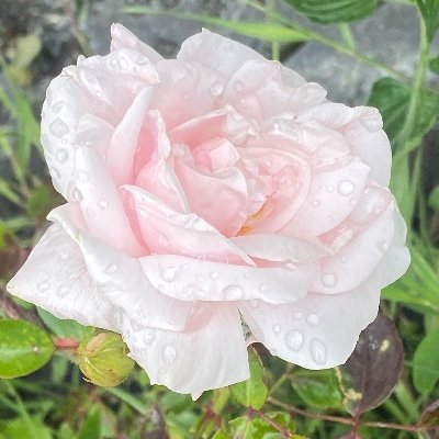 @bano_noor78177