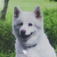 なた(元黒い犬) (@natakuroiinu) 's Twitter Profile Photo なた(元黒い犬) (@natakuroiinu) 's Twitter Profile Photo