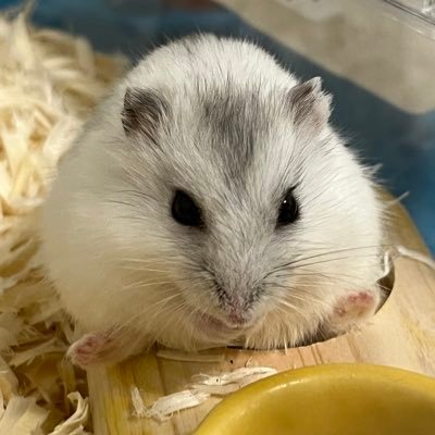 Guri__DE's profile picture. 新米データエンジニア