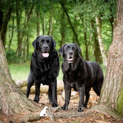 I live with Jim Black Lab (He’s so Vain) my furbro💙and @debbieat162 ❤️💜My Labrador name is Richbourne Tears of Joy Can be found at @oliveandjim.bsky.social