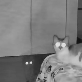 yuzzy_cossy's profile picture. ゆずくんとこうしくんの日常