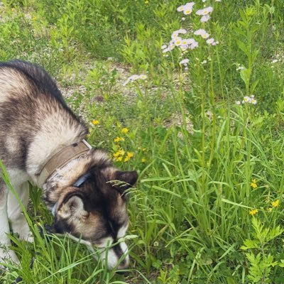 svenfurx's profile picture. 