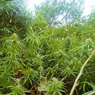 kottonmouthke's profile picture. Free the herb