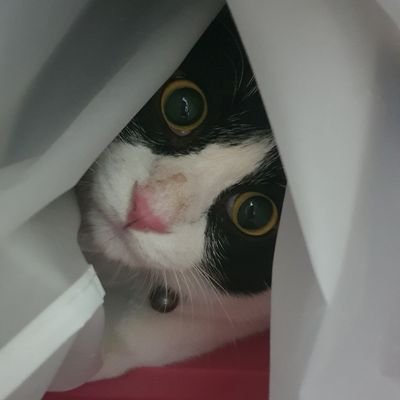 (っ◔◡◔)っ 🐱 ย่าต๋า 🐱さんのプロフィール画像
