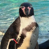 ptrjms (@ptrjms) 's Twitter Profile