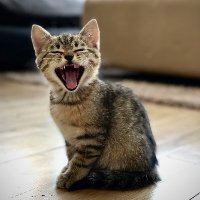 Neko Animation (@nekoanimat91518) 's Twitter Profile