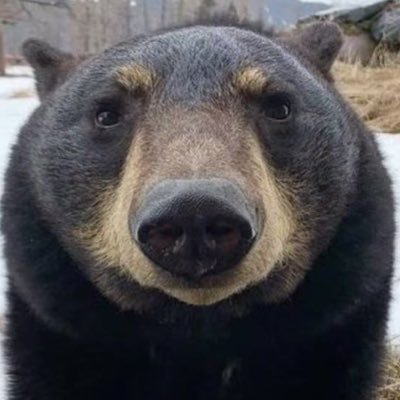 BearedBear0147's profile picture. Still learning