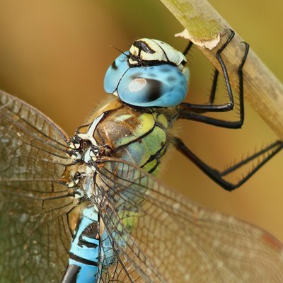 Kent Birder, County Dragonfly Recorder for Kent and Northern Lights fanatic. https://t.co/2EoN5wzC1F