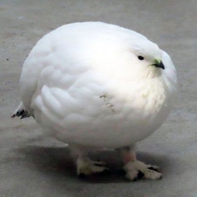 gilbertgoosey's profile picture. Unhealthy amount of knowledge on the history of both sci-fi and robot fiction