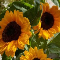 Prachi🌻 (@prachithatsall_) 's Twitter Profile