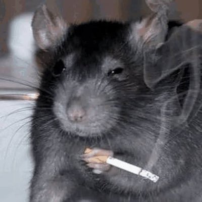 maf_contreras's profile picture. 