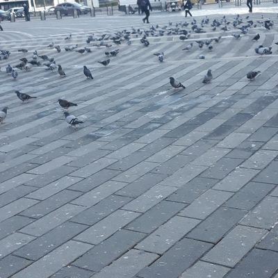 @Erol60099077