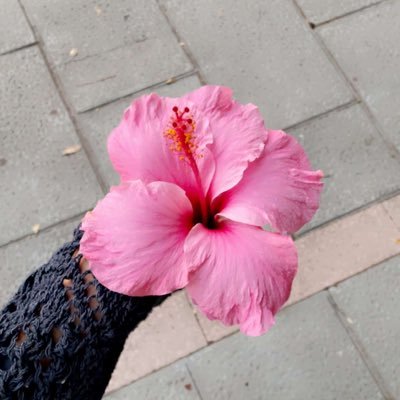 aishaa249's profile picture. سلاماً يا عمر الفاروق