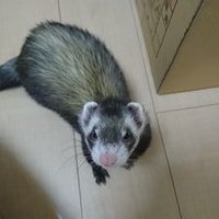 ひろぽん (@hiro2012_2012) 's Twitter Profile