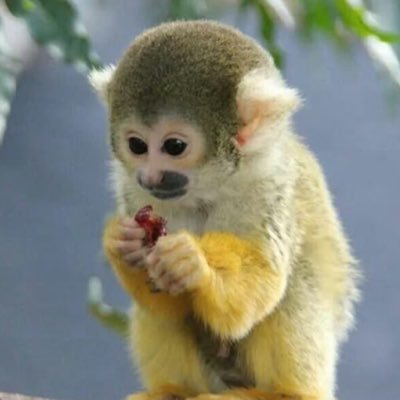 loving monkey ◡̈ #primatetwt #bugtwt #fgtwt #exschlannie7monthsclean #simontwt