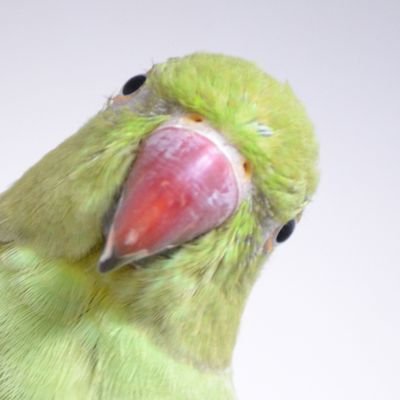 こばーゆ(kobird)さんのプロフィール画像