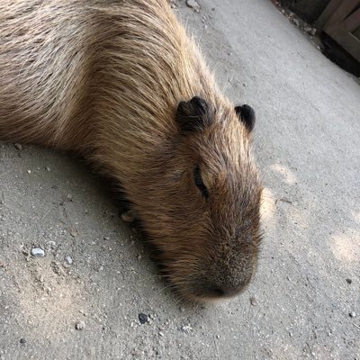 tumugiiiii0428's profile picture. APEX/モンスト/湾岸ミッドナイト/仲良くして下さいっっ APEX23.09.19開始/釣りとダーツしてますっっ