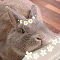 うにに🐰 (@mysweetusagi) 's Twitter Profile