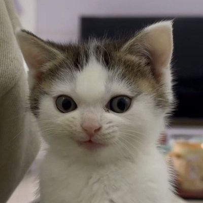 Mitsuyaaa69's profile picture. The best trading bot on EVM https://t.co/Dra2zEFMAu