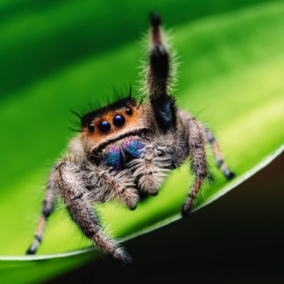 _slapchuck's profile picture. 