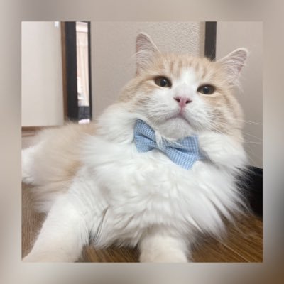 hirororo1222's profile picture. スト6、バロ、OW、ロルやってます