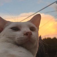 beforemay πππ΄ (@avisalatagaisla) 's Twitter Profile