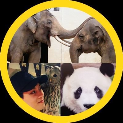 大好きなタンタンさん🐼 これからもずっと一緒。 王子動物園の象ズゼちゃん🐘 マック𓃰に癒される日々。インスタにてズゼちゃん写真垢を作成。アドベン最推しパンは彩ちゃん、東山動物園のアヌラファミリーも大好き。写真多め🐘🐻❄️ 🎤🎸、えぷオール応援 ⚾ちなヤク