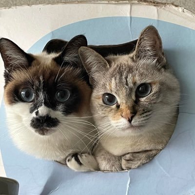 てんかんについて情報を集めたい。中3次男、前頭葉てんかんの診断を受け、2025/4/23ビムパット服薬開始。心配性の私、どっしり構えてる妻、クールな高3長男、テニス男子中3次男の4人家族。無言フォロー失礼します。#てんかん
