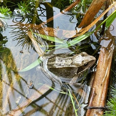 dog_and_a_frog's profile picture. 