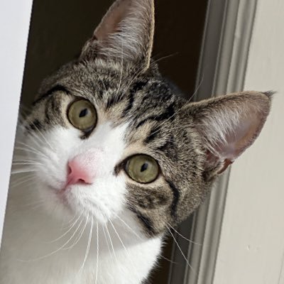 ʕ•ᴥ•ʔ yo yo yo | cars, cats, house music | NA West | #GreenWall