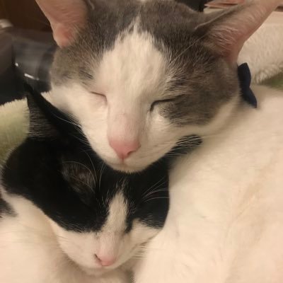 良いバスケが観れると『ありがてぇぇ』と何かに拝みたくなるおじさんです。川崎、茨城、三遠を中心に応援してますが、推しチームから他に行った選手も追いかけているので年々Bリーグ箱推し化が進んで大変。楽しい嬉しい大好き大変。