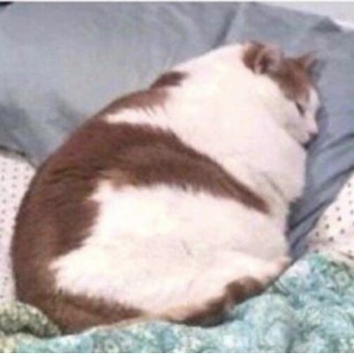 pepelopupo7065's profile picture. Compte d'observatoire du microcosme twitter de gauche