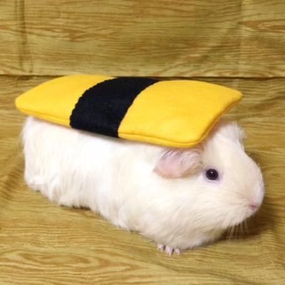 jangbogibogi's profile picture. kt wiz