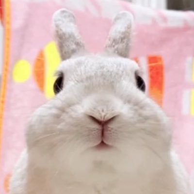 動物大好き/1代目シェルティ カール♂2代目シーズーモモ♀お空に居ます🐶🌈/現在ネザーランドドワーフ♂もち2022.5.14生、3歳🐰(2022.9.9お迎え)と暮らしてます。もち🐰の日常を投稿中/あつ森が好き🌳(たまに投稿するかも)/フォロー、いいね♡ありがとうございます✨