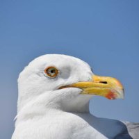 . (@ccobie__) 's Twitter Profile