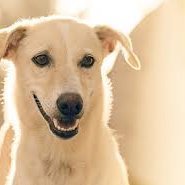 FioJimenezM's profile picture. Gaming and Esports lover, Software Development and Open Source explorer, lifelong DB Admin