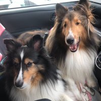 イヴ10歳🐶ニコ3歳🐶 (@x6xixciolnl) 's Twitter Profile