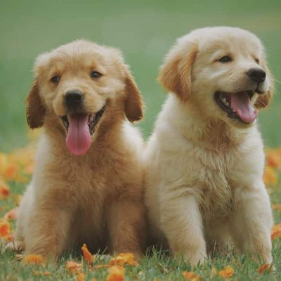 DevFiona's profile picture. Praktisch veranlagt, engagiert und bodenst?ndig.