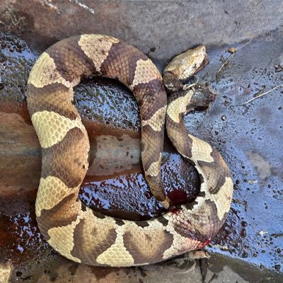 kcuf_sreggin's profile picture. 