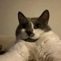 Güney (Parodi Hesabı) (@anhournap) Twitter profile photo