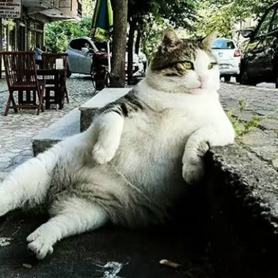 kaygillesp's profile picture. CS