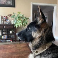 Tyler Hansin (@yegmufasa) 's Twitter Profile