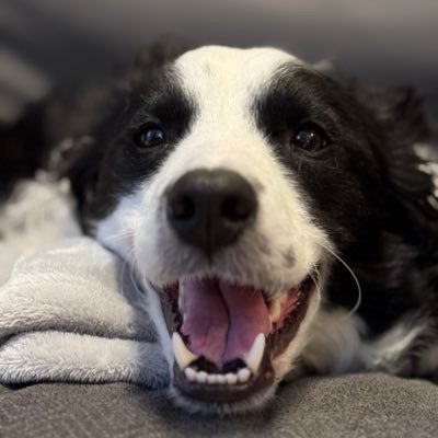 natuman7's profile picture. BMW.x3 BMW.x5 RB1 S2K GC8