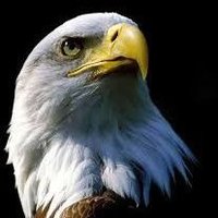 Peter hawk (@waluyo_ela71650) 's Twitter Profile