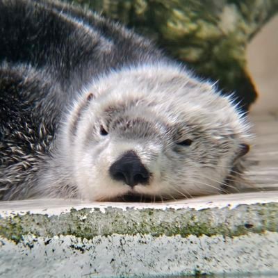さっぴよ**さき*さんのプロフィール画像