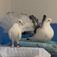鳥馬 (@columba_pavo) 's Twitter Profile