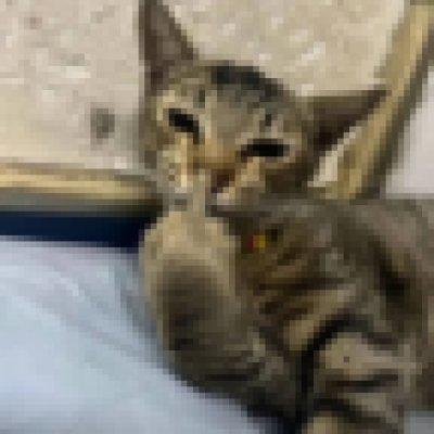 nyankoneko29928's profile picture. 猫が好きです。Ｘむず。