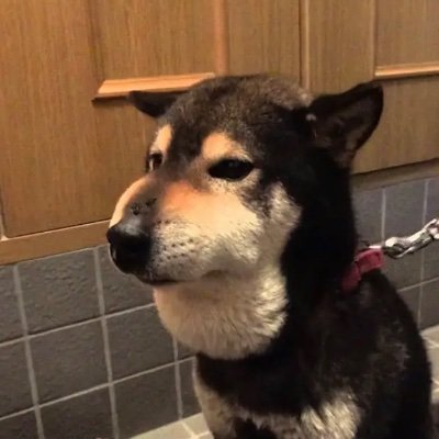 yammamamamma's profile picture. ラッキー